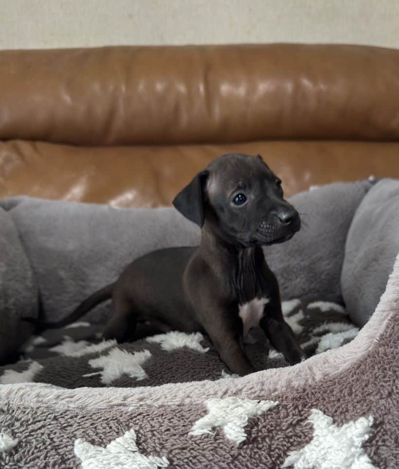 イタグレちゃん 赤ちゃん産まれました | イタリアングレーハウンド(イタグレ)専門